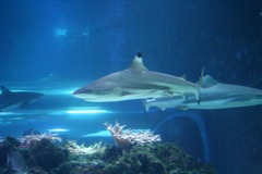 Killikus&reg; Fotographie